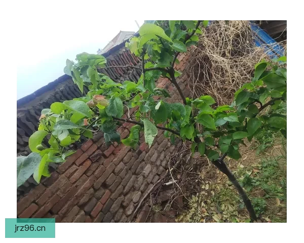 樱桃视频：触碰指尖的甜蜜，点亮生活的缤纷